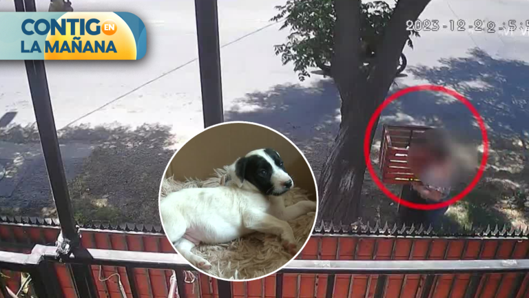 ¡Indignante! Familia grabó a mujer que abandonó a cachorros en bolsa de basura
