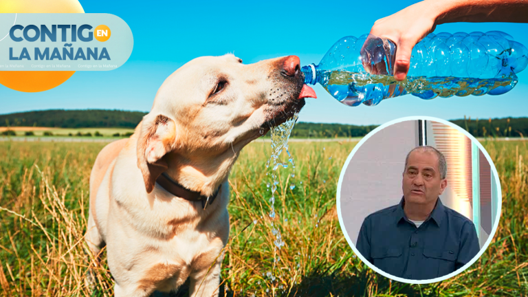 ¿Necesitan zapatos? Así puedes cuidar a tus mascotas del calor extremo