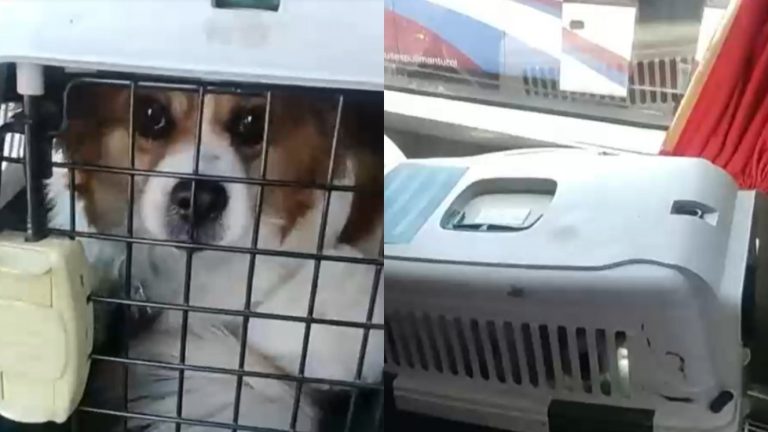 Empresas de transporte de pasajeros permiten viajes con mascotas dentro del bus