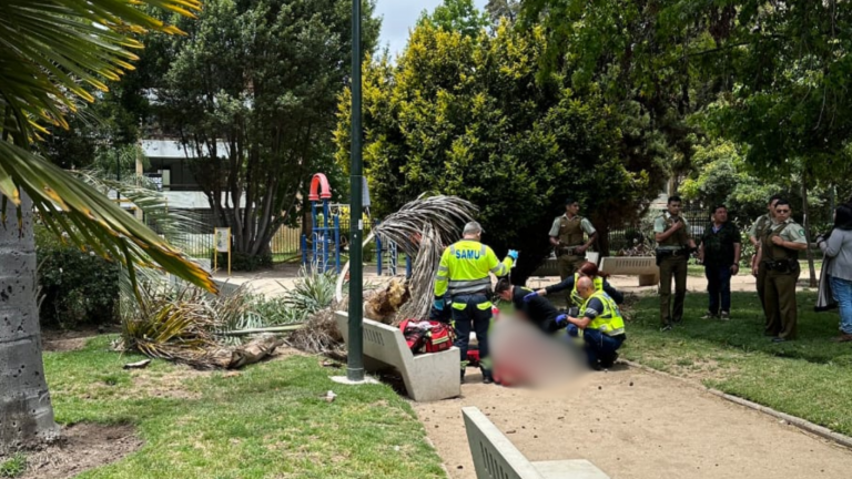 Persona muere tras caída de palmera sobre su cuerpo en Viña del Mar