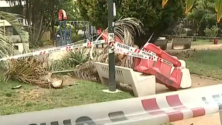 Hombre murió aplastado por una palmera en Viña del Mar: Familia acusa negligencia