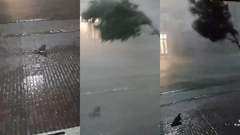 Video viral: Paloma resistió fuerte tormenta en Argentina y se volvió sensación en TikTok