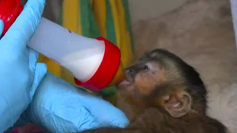 Monito capuchino que no fue reconocido por su madre busca reintegrarse a su familia en Buin Zoo