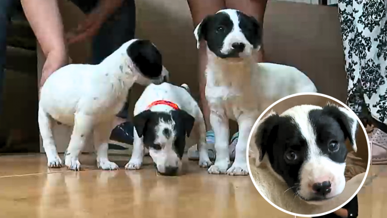 Cachorros fueron abandonados en una bolsa de basura: Familia grabó a mujer que sería responsable