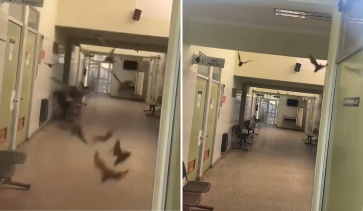 Impactante registro: Plaga de murciélagos obligó a cerrar Cesfam en Sagrada Familia