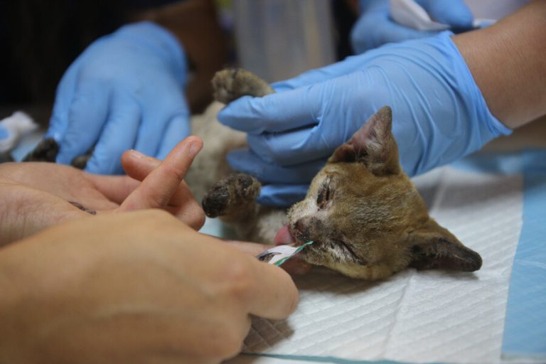 Tribunal Internacional de Derechos de la Naturaleza sesionará en Biobío por megaincendios de 2023