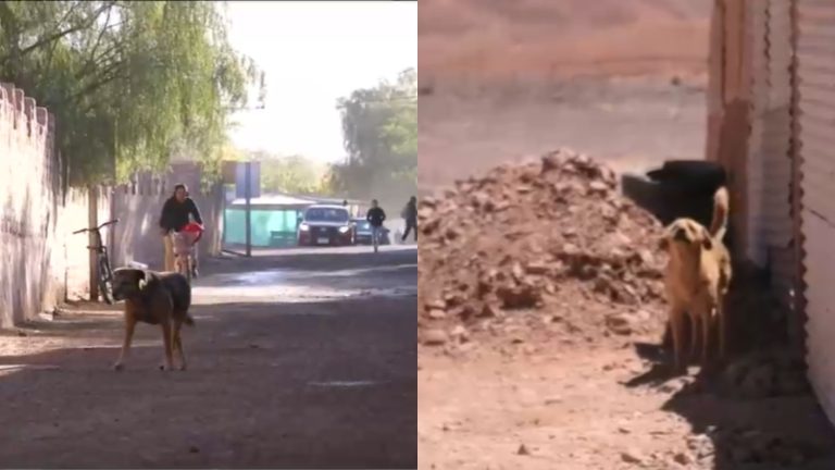 Municipio de San Pedro de Atacama exigió eutanasia a 4.500 perros callejeros tras nuevo ataque a turista