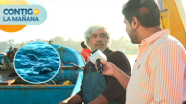 El drama de pescadores de El Quisco por lobos marinos: “Hacen mucho daño”