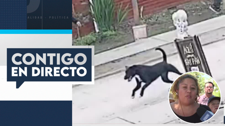 No han recibido ayuda: Vecinos de La Florida denuncian graves ataques de jauría de perros