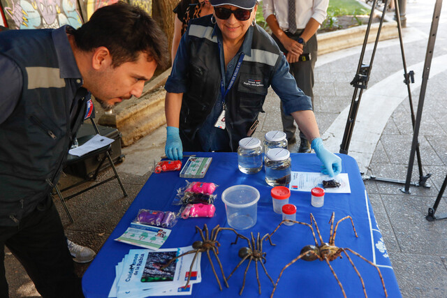 ¿Cómo evitar picaduras de araña de rincón? Las recomendaciones de la Seremi de Salud ante aumento de casos