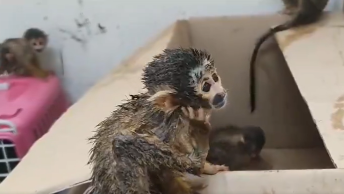 Rescataron 5 monos bebés que eran trasladados en mochila para contrabando