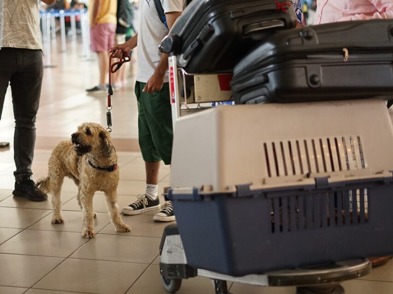 Récord de viajes con mascotas en avión: ¿Cuáles son los requisitos para hacerlo?