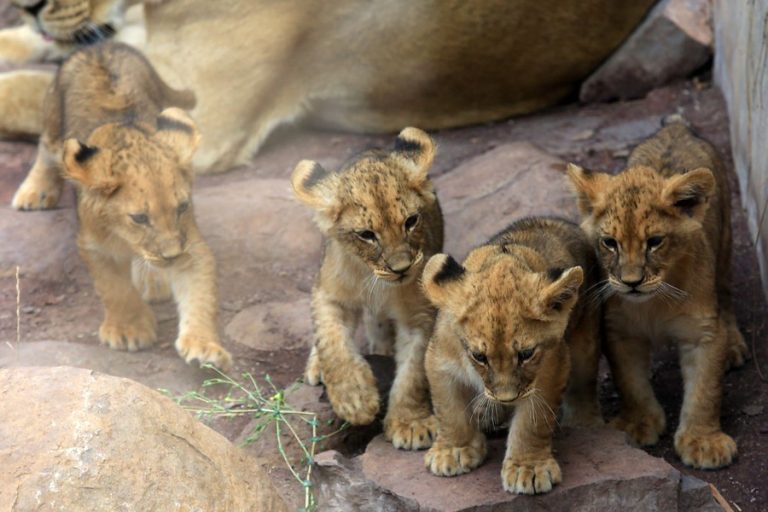 Entradas gratis para el Zoológico Metropolitano: Así puedes obtener los tickets