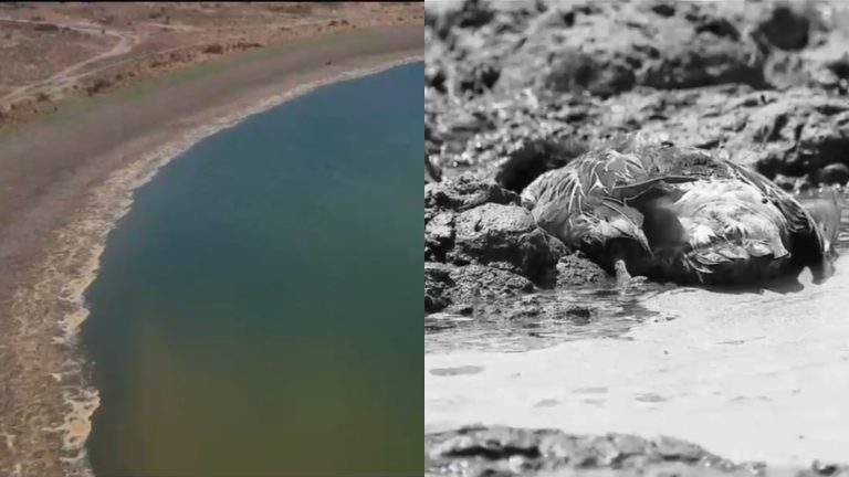 Más de 150 aves fallecidas: Vecinos de laguna de Aculeo alertan masiva muerte de animales