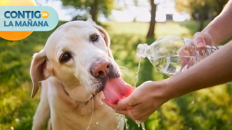 ¡Mantenlos hidratados! Sepa cómo cuidar a sus mascotas ante ola de calor