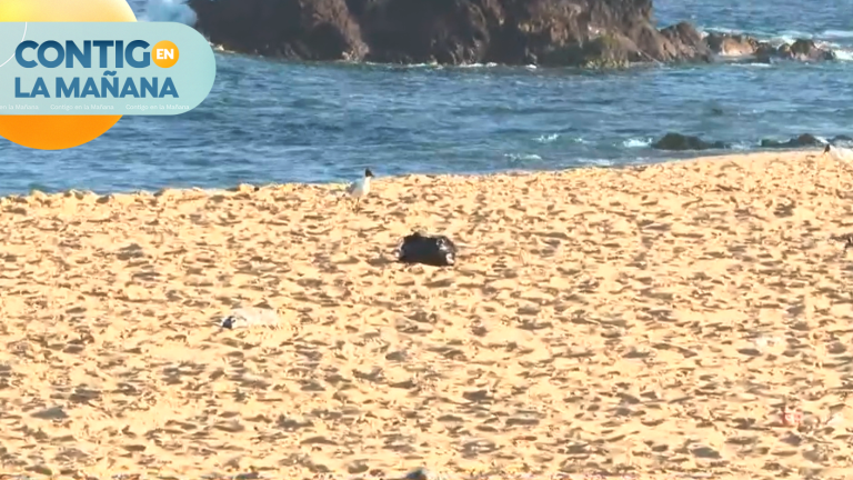 “Si come, llévese sus cosas”: El fuerte llamado a no botar basura en la playa de El Quisco