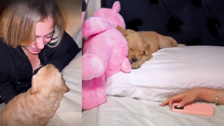 ¡Se llama Diana! Skar y Jorge adoptaron a tierna perrita y la mostraron en redes