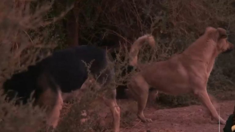Jauría de perros atacan en promedio a una persona al día en San Pedro de Atacama