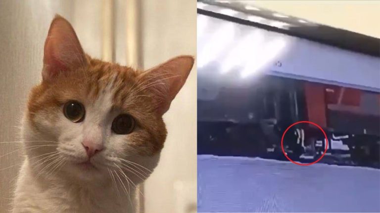 Conmoción en Rusia tras muerte por hipotermia de gato que maquinista tiró desde un tren