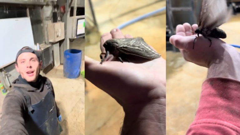 Chileno que vive en Australia quedó en shock con las polillas gigantes: 