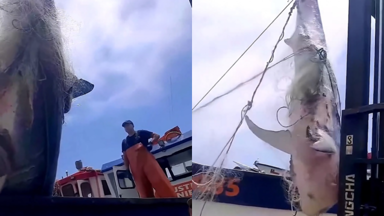 ¿Tiburón blanco en el Maule? La verdad tras ejemplar que desconcertó a pescadores de Constitución