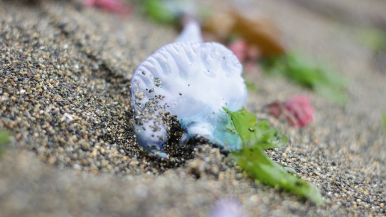 Cerraron temporalmente playa de Tongoy por presencia de Fragata Portuguesa