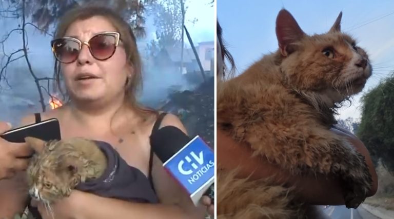 Heroica mujer perdió su casa pero arriesgó su vida para rescatar a gato en Villa Alemana: 