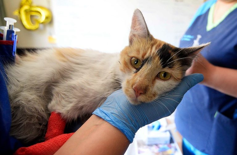 Habilitan centros para atención de animales heridos en incendio forestal en Viña del Mar