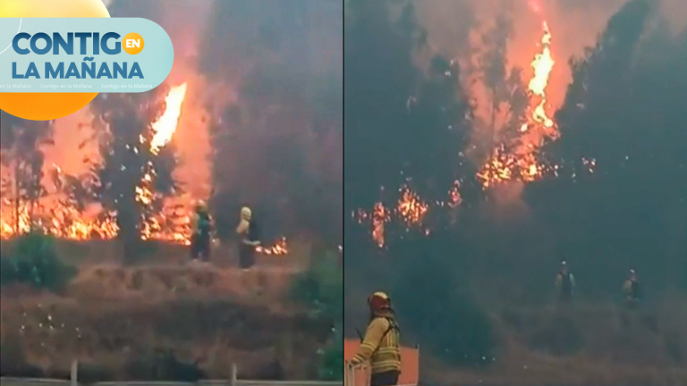 Evacuación total en Galvarino: Incendio forestal amenazó viviendas