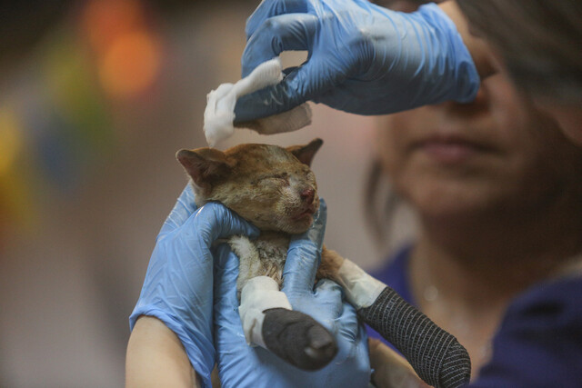 Atención gratuita: 8 lugares donde llevar a tu mascota afectada por incendios