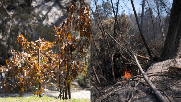 Hibakujumoku: Los árboles sobrevivientes a los incendios forestales de Viña y a la bomba atómica de Hiroshima