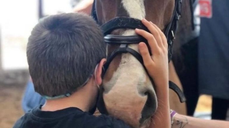 Robaron 10 caballos especializados en rehabilitación en Puchuncaví y vecino realiza desesperada búsqueda