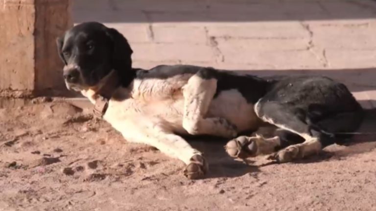 Corte de Apelaciones rechazó recurso de aplicación de eutanasia a perros asilvestrados en San Pedro de Atacama