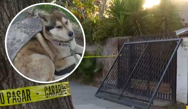 Se escondió con su perrito en la cama durante robo: 