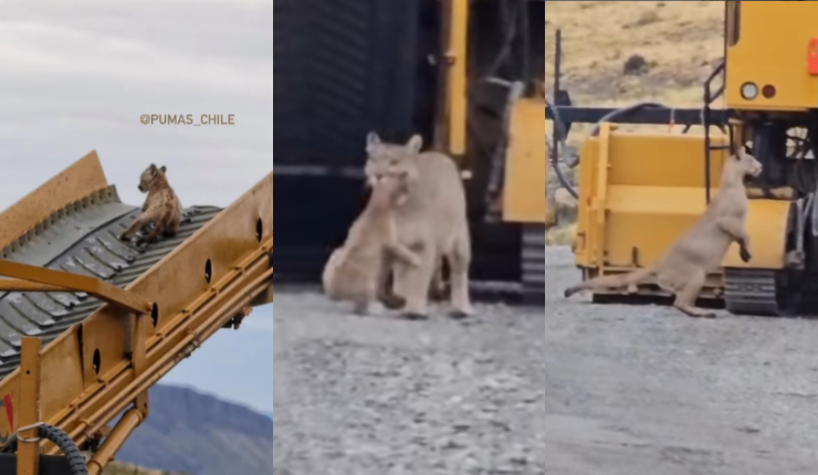 Presencia de pumas obligó a pausar obras: Cachorro se subió a maquinaria en Torres del Paine