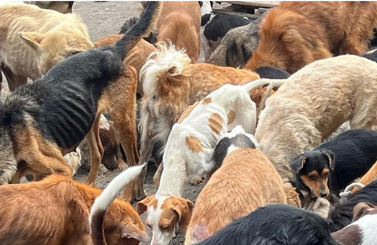 Fundación de animales mantenía a más de 200 perros en estado de desnutrición