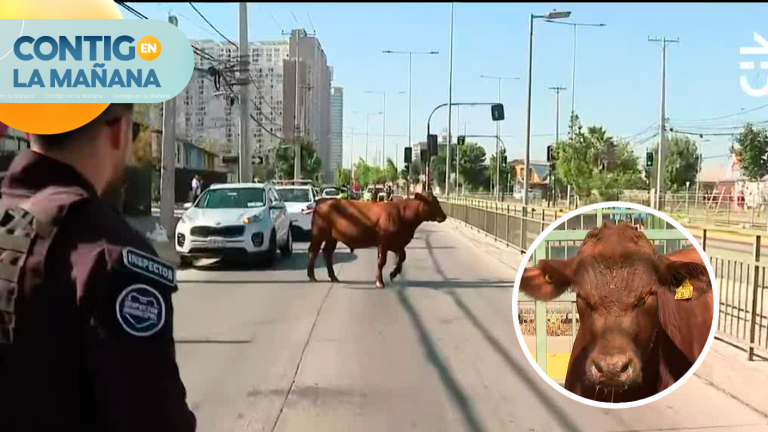 Novillo permanece suelto en Gral. Velásquez tras escapar de camión volcado