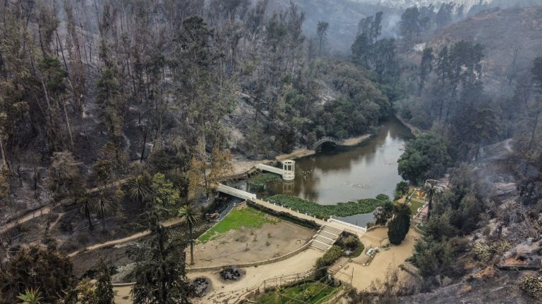 Rebrote de incendio afecta al Jardín Botánico de Viña del Mar