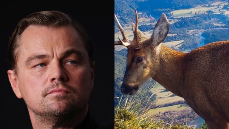 Leonardo DiCaprio sacó aplausos por pedir salvar al huemul chileno: 