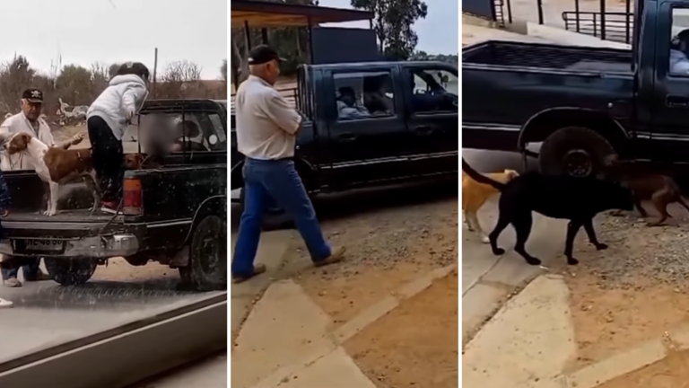 Graban a sujetos abandonando a tres perritos en U. de Viña del Mar