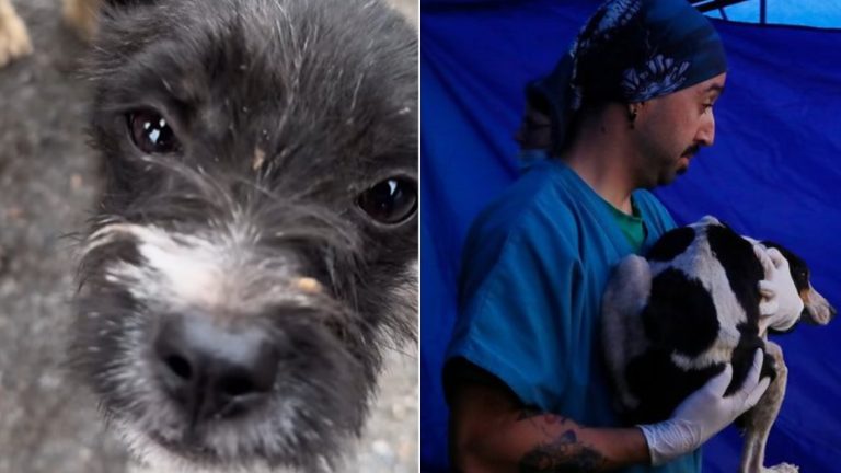 Macabro caso: ¿Qué pasará con los perros rescatados con signos de desnutrición y zoofilia?