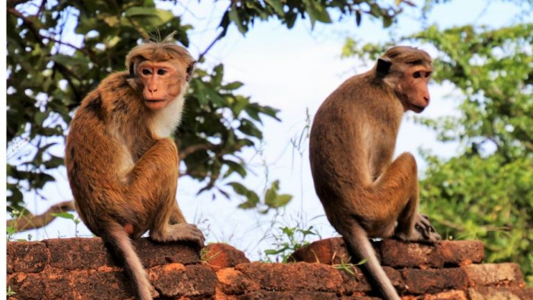 ¿Por qué los humanos no tienen cola? Así fue el cambio genético que lo explica