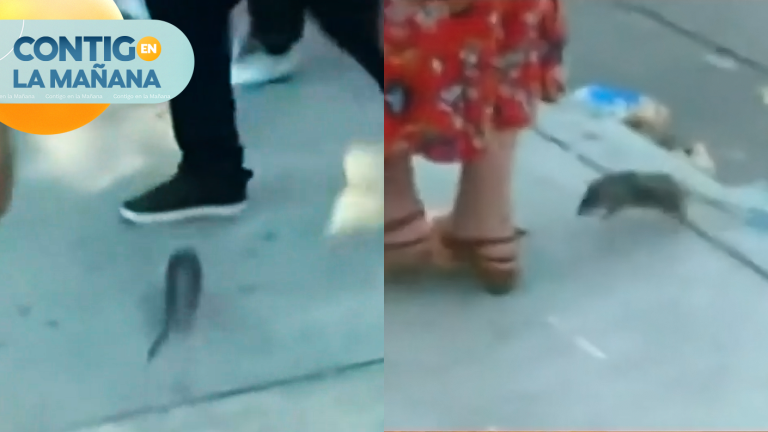 Ratón causó estragos en conferencia de prensa en Argentina