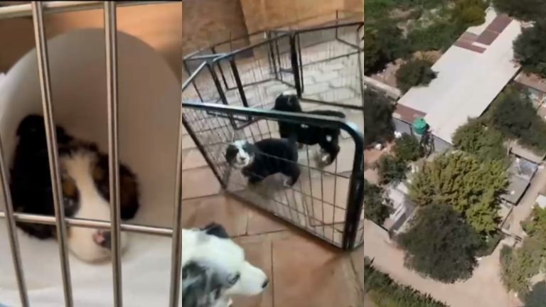 Criadero Long Island: Denuncian venta de perros enfermos de Parvovirus en María Pinto
