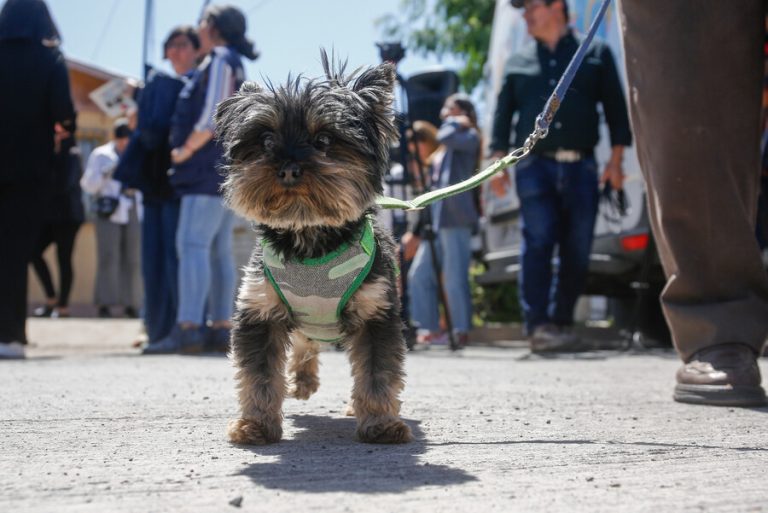 ¿Mascotas en Lollapalooza Chile 2024?: Revisa cuáles están permitidas