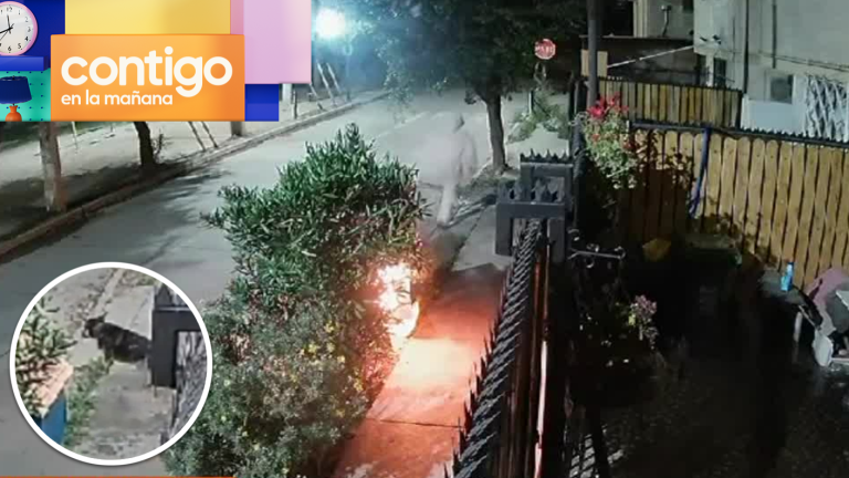 Lo acusan de incendiar su casa: Denuncian a vecino por graves agresiones a perro comunitario
