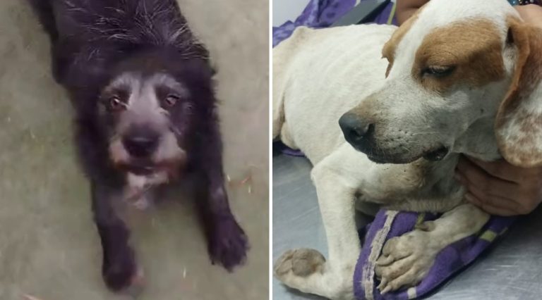 Perritos fueron abusados en San Bernardo y organización busca familia que cambie su triste realidad