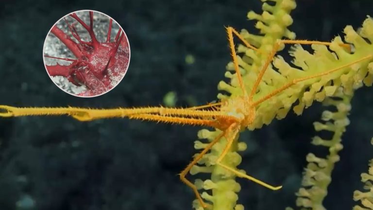 Revelan inéditas imágenes de nuevas especies marinas encontradas en costas chilenas