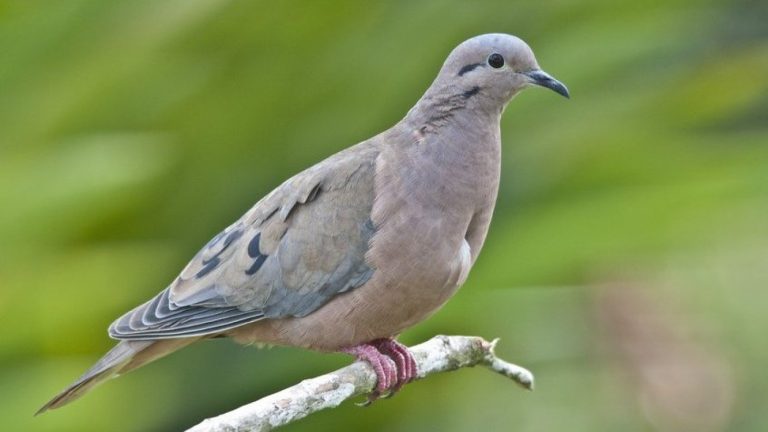 SAG prohíbe la caza de tórtolas para esta temporada 2024