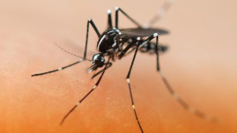 Seremi de Salud confirma foco de dengue en terminal de buses en Los Andes: Casos aumentan a 179